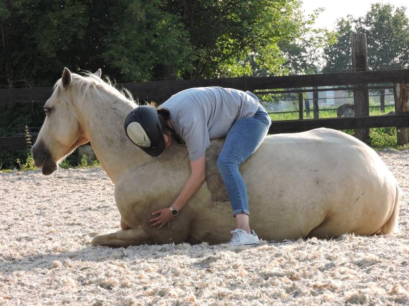 Paardenkamp Antwerpen Meivakantie Juvigo