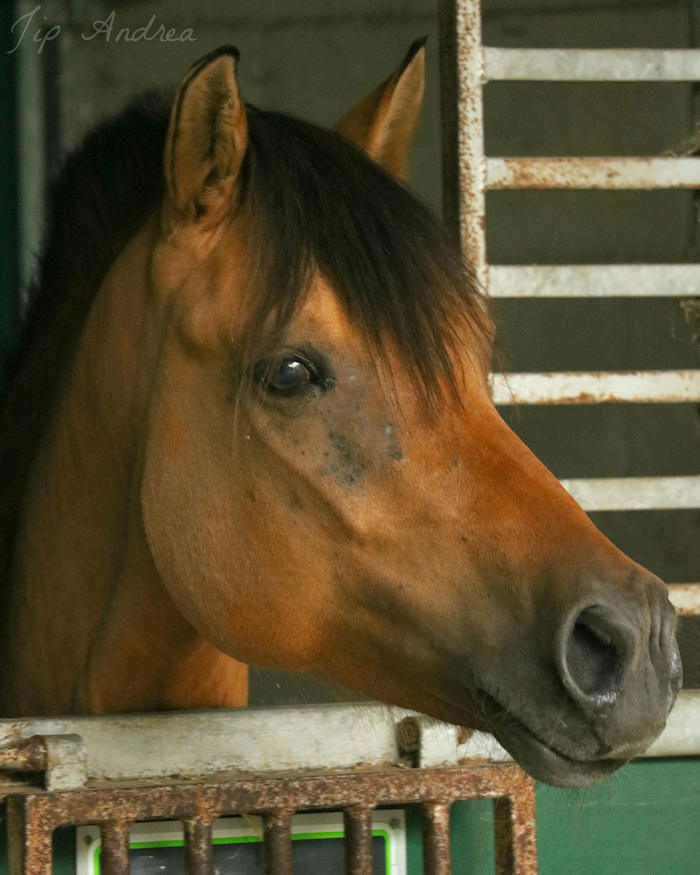 Portret van paard in stal tijdens ponykamp