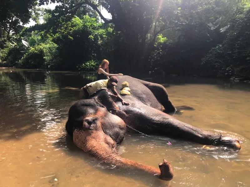 Een meisje aait een olifant tijdens de groepsreis Azië.