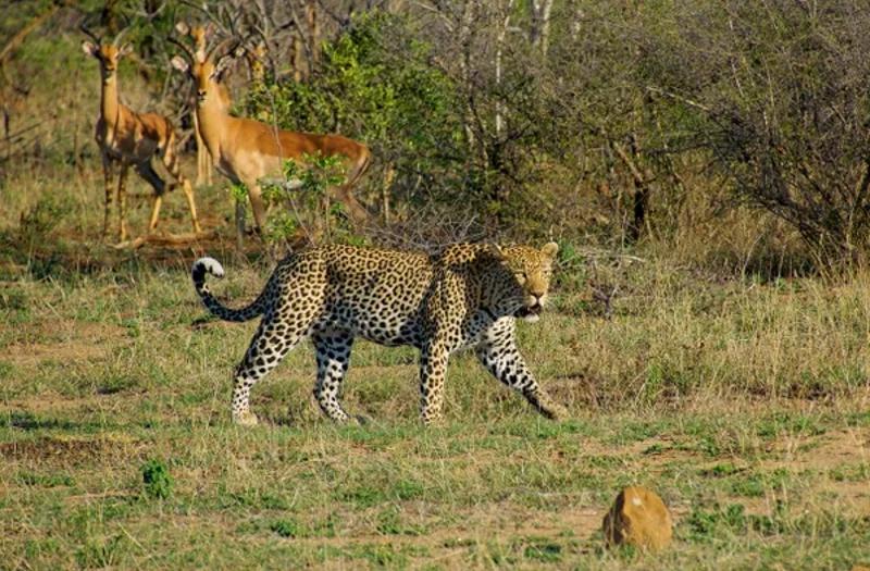 Een jaguar tijdens de groepsreis in Afrika