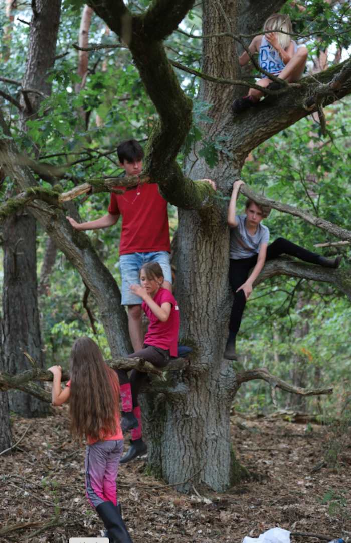 Kinderen klimmen in boom op creakamp