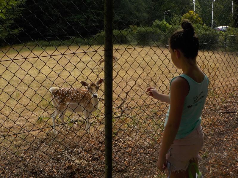 meisje kijkt naar een hert op danskamp gelderland zomervakantie girl camp