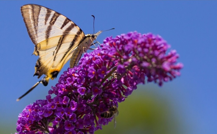 Jongeren zoeken vlinders op natuurkamp in Friesland tijdens de zomer.