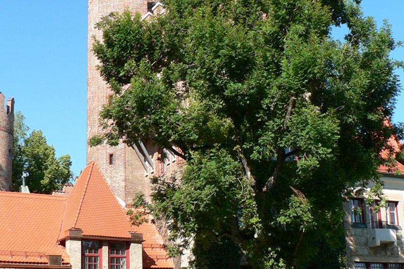 Kerk met een boom tijdens natuurkamp