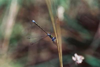 Insecten Natuurkamp Franse Alpen - Franse Alpen