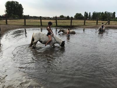 Ponykampen Antwerpen 2025