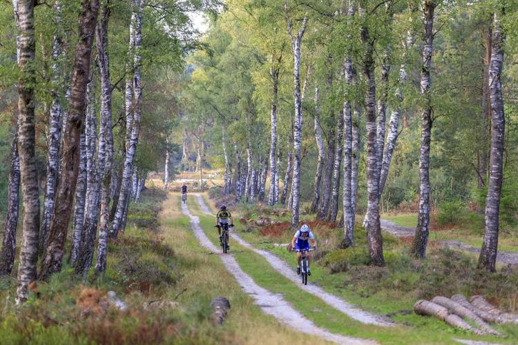 Mannen doorkruisen het bos per fiets. 
