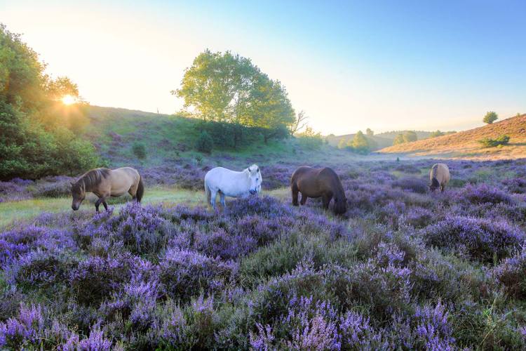 Paarden staan in de paarse weide. 