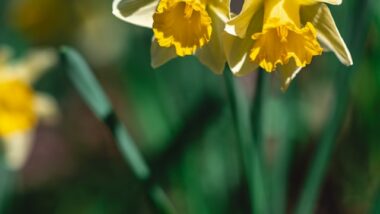 Narcis in het voorjaar tijdens de schoolvakantie regio Noord.