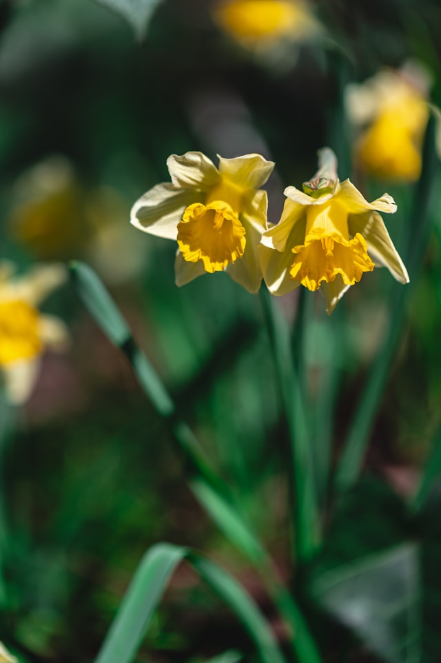 Narcis in het voorjaar tijdens de schoolvakantie regio Noord.