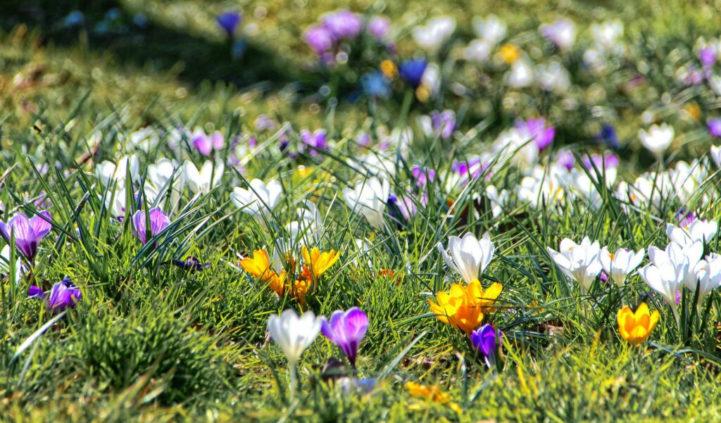 Bloemen in het gras, schoolvakantie regio Zuid.