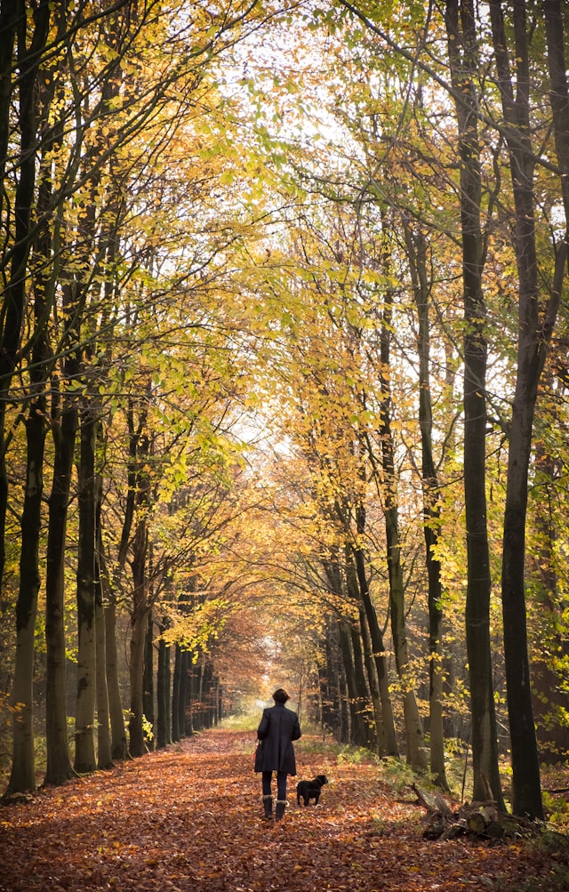 Man met hond in herfstig bos tijdens de schoolvakantie in regio Noord.