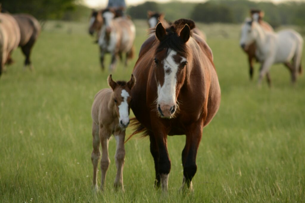 Paarden staan in een veld, zomerkamp activiteiten ideeën