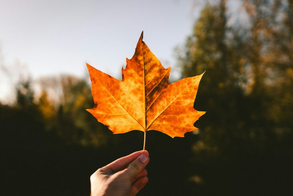 Een herfstblad dat van de boom af is gevallen - activiteiten in de herfstvakantie in Vlaanderen