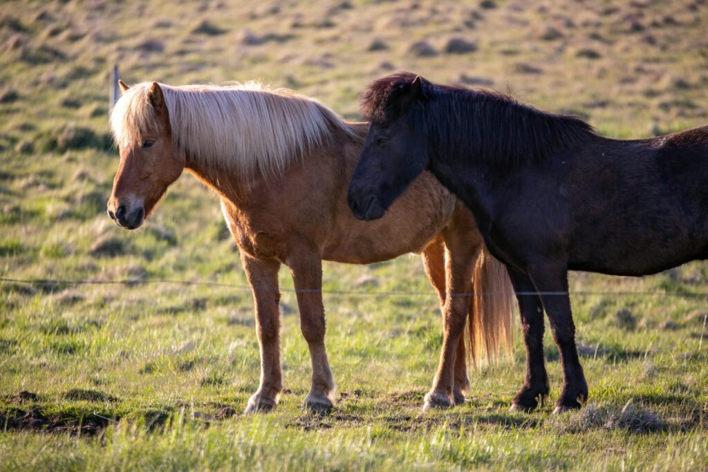 Paarden in Nationaal Park spotten als activiteit - herfstvakantie in Zuid-Nederland