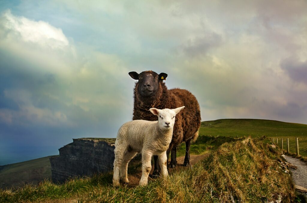 Ierland is een leuk land als je op zoek bent naar een bestemming voor je taalreis in Europa.