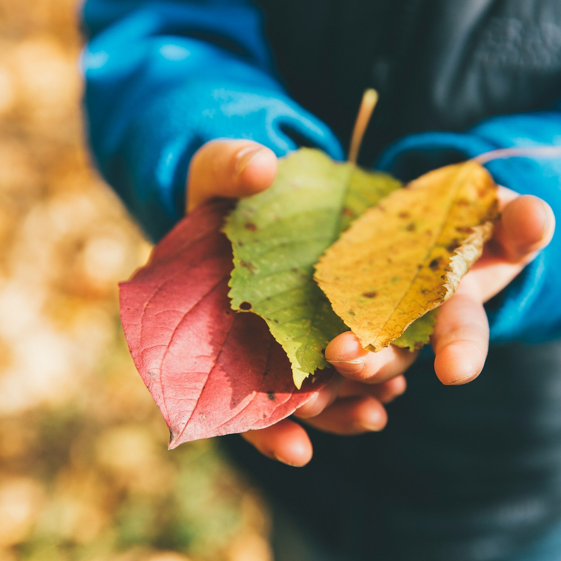 Kind houdt bladeren in verschillende kleuren vast voor een activiteit - herfstvakantie in Zuid-Nederland