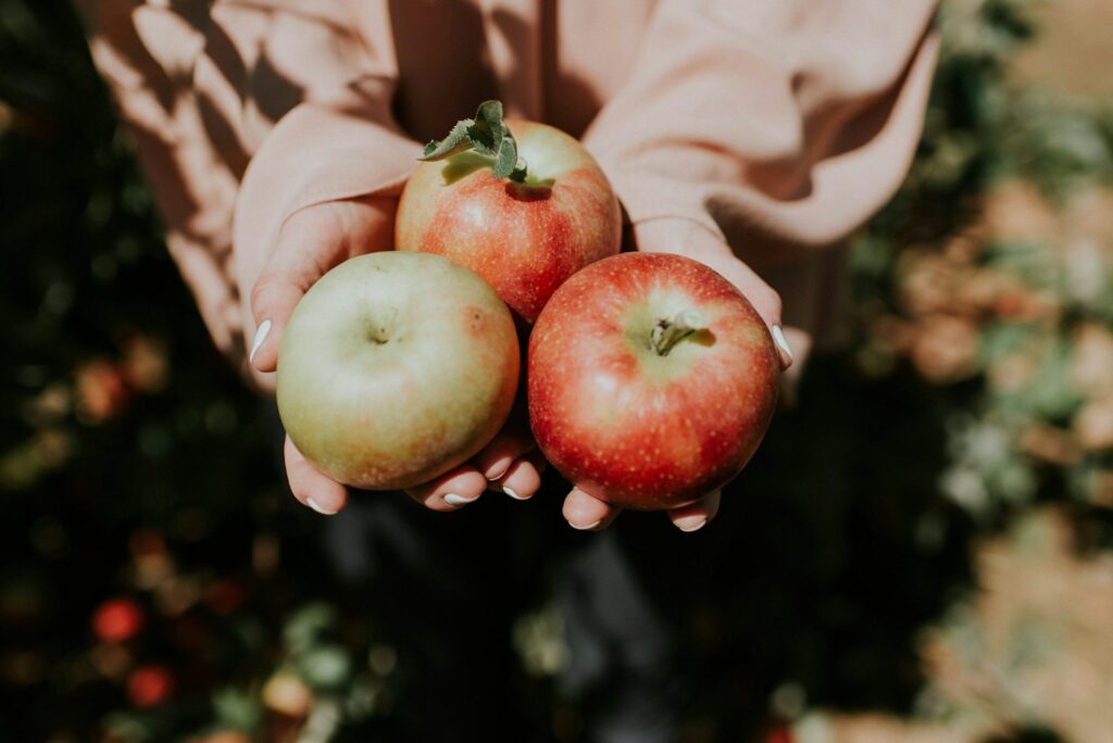 Fruit plukken als activiteit op een fruitboerderij - herfstvakantie in Midden-Nederland