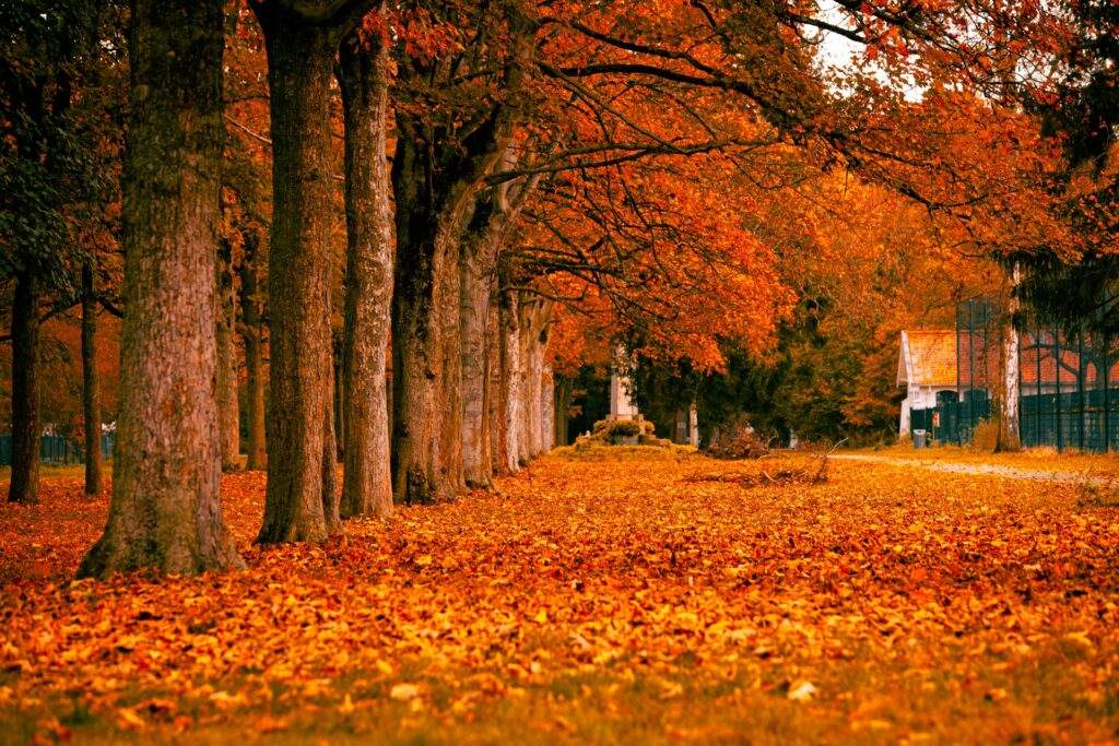 Een park in de herfst - activiteit in de herfstvakantie in Vlaanderen