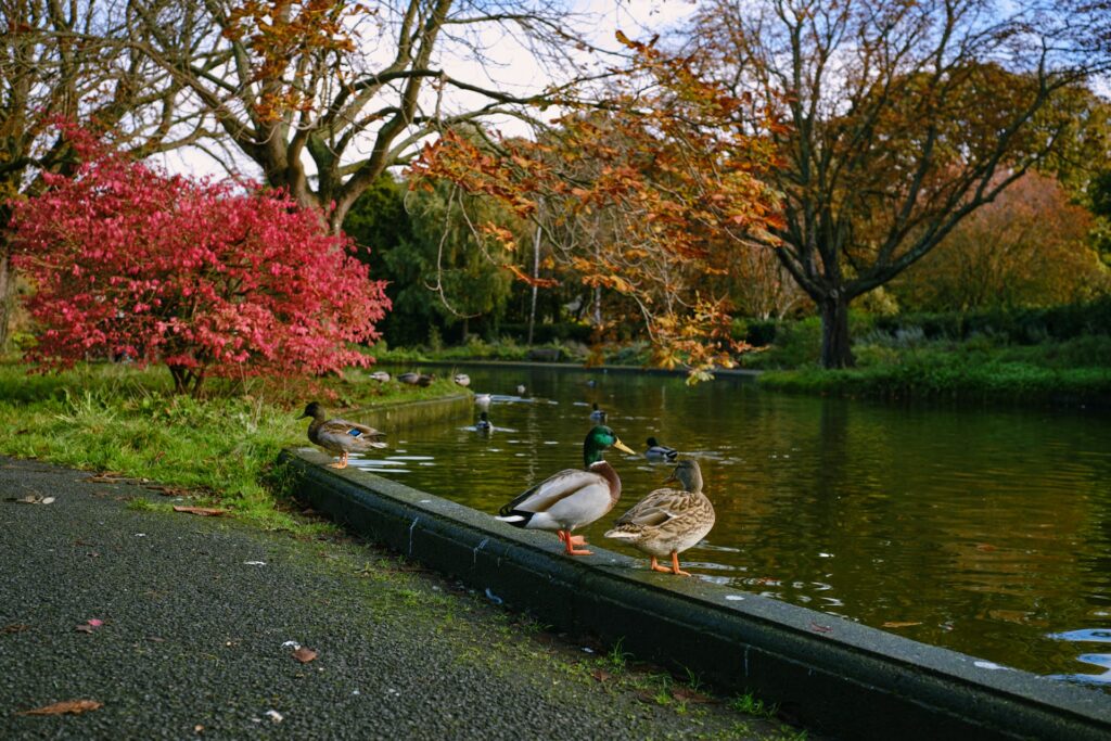 Eenden in een park in de herfst - activiteit in de herfstvakantie in Vlaanderen