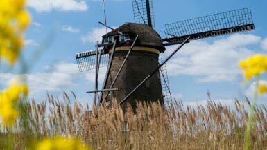 Molen in een korenveld | zomervakantie nederland