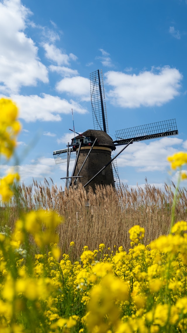 Molen in een korenveld | zomervakantie nederland